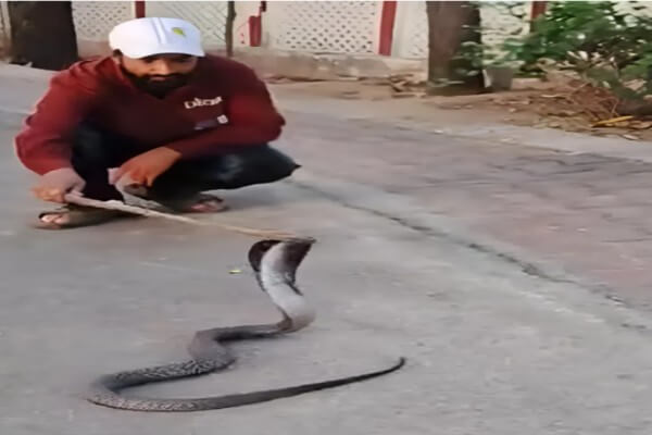 टोंक में कलक्टर आवास पर निकला 5 फीट लंबा कोबरा, आधे घंटे में किया रेस्क्यू