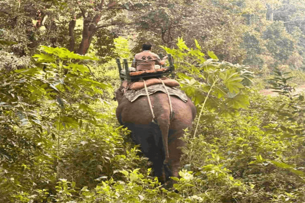 पेंच अभयारण्य में बाघिन की खोज मुश्किल हुई: दो दिन से कोटा वन्यजीव विभाग की टीमें सर्च में जुटी, घना जंगल बना बाधा