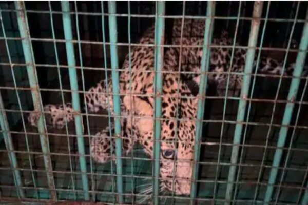 जयपुर के गोपालपुरा पुलिया के पास दिखा लेपर्ड ट्रेंकुलाइज, एमएनआईटी कैंपस में दूसरे की तलाश, मां और भोजन की तलाश में भटककर पहुंचा था रिहायशी क्षेत्र
