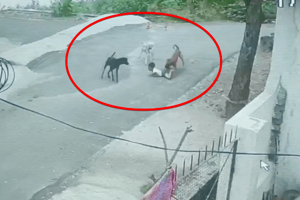 उदयपुर: 5 वर्षीय मासूम पर तीन कुत्तों का हमला, मां ने समय रहते बचाई जान; CCTV फुटेज वायरल