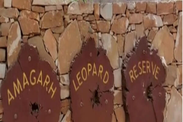 जयपुर में लेपर्ड सफारी महंगी, टिकट दरों में बढ़ोतरी 1 अप्रैल से लागू