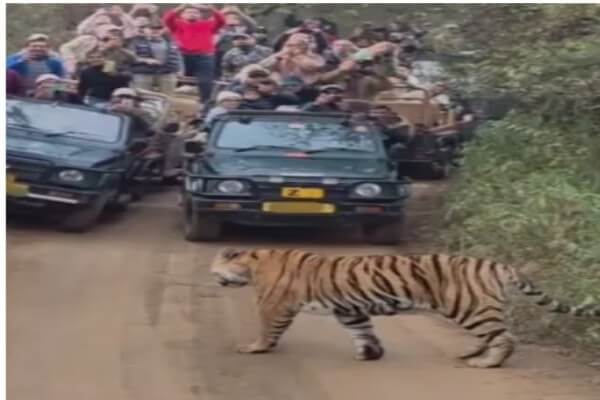 रणथम्भौर में प्रियंका गांधी वाड्रा का पारिवारिक भ्रमण, जोन-3 में बाघिन रिद्धि और शावकों का हुआ दीदार