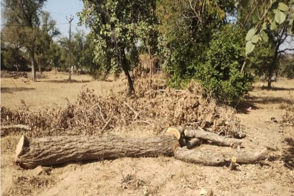 स्थगन आदेश के बाद भी नवलगढ़ के कुंज बिहारी मंदिर परिसर में हरे वृक्षों की कटाई: राजस्व मंडल के आदेश की खुलेआम अवहेलना