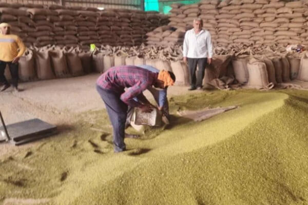24 नवंबर से राजस्थान में मूंग, उड़द, मूंगफली और सोयाबीन की MSP पर खरीद होगी शुरू: केंद्र से मंजूरी, 9,436 करोड़ की खरीद 