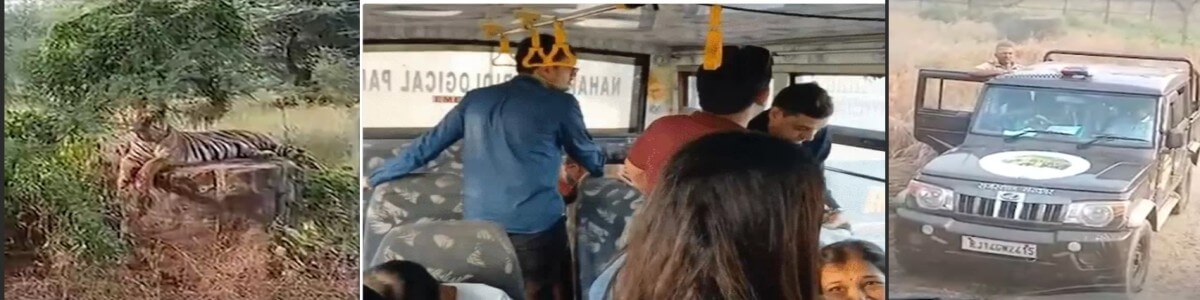 नाहरगढ़ बायोलॉजिकल पार्क में हादसा टला: कैंटर फंसा, सामने आ गया बाघ — 30 मिनट तक डरे सहमे रहे 25 पर्यटक