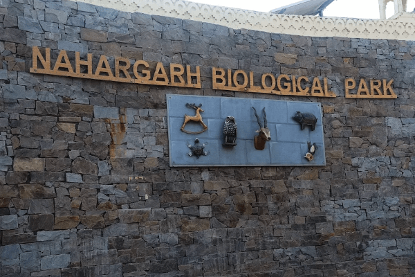 नाहरगढ़ जैविक उद्यान में रविवार को उमड़ा सैलानियों का सैलाब — 2,316 पर्यटकों ने किया शेर–बाघ का दीदार, 460 ने ली रोमांचक सफारी का अनुभव