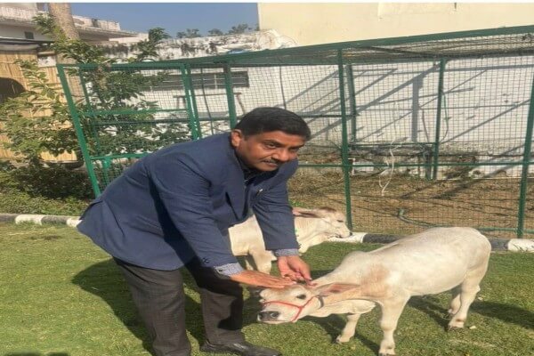 देशी गाय के उत्पादों के चमत्कारी लाभ: घी, दही और गौमूत्र से कई रोगों के उपचार का आयुर्वेदिक दावा