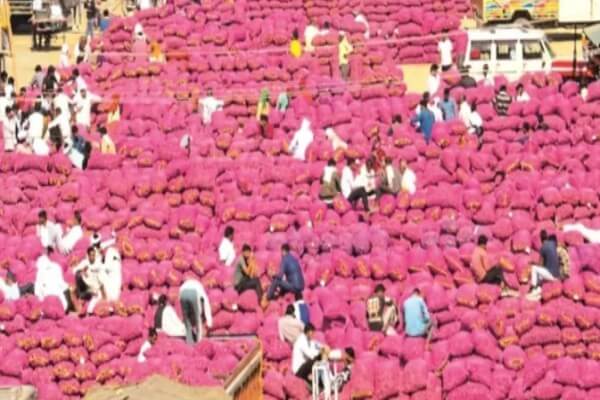 अलवर का लाल प्याज औने-पौने दाम पर, किसान रो रहे खून के आंसू—दाम 2 से 11 रुपए किलो, लागत भी नहीं निकल रही