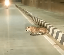 जयपुर के लाल बहादुर नगर में तेंदुए की एंट्री से हड़कंप; रातभर चला सर्च ऑपरेशन, वन विभाग अलर्ट