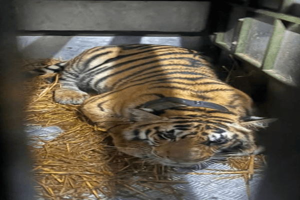 राजस्थान में पहली बार बाघ ट्रांसलोकेशन: पेंच टाइगर रिजर्व से बाघिन ‘पीएन-224’ रामगढ़ विषधारी पहुंची, सेना के एमआई-17 हेलिकॉप्टर से जयपुर पहुंची बाघिन