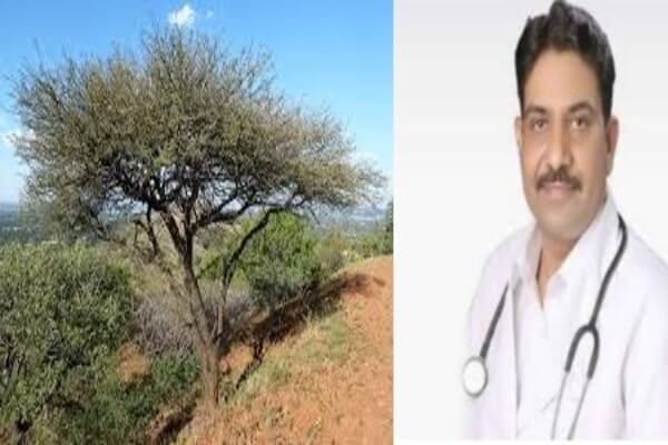 डायबिटीज, लूज मोशन, बुखार आना, इम्यून सिस्टम बढ़ाने में कीकर का पेड़