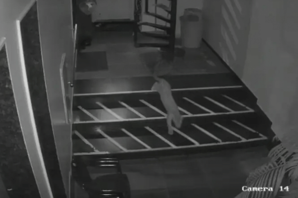 जयपुर में लगातार बढ़ रही लेपर्ड की मूवमेंट, अब बजाज नगर-AG कॉलोनी में पहुंचा लेपर्ड; इलाके में दहशत, वन विभाग अलर्ट